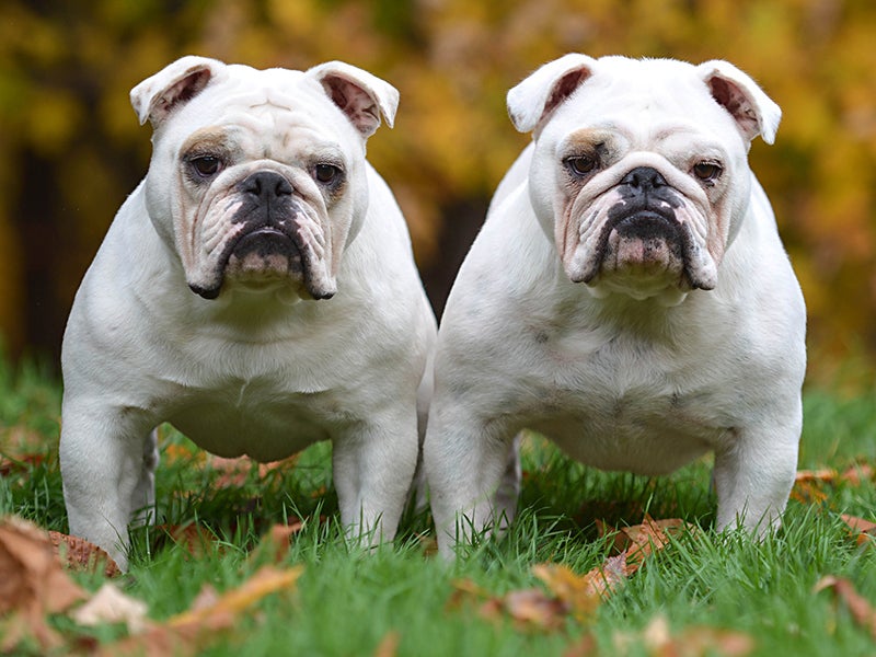3 replication bulldogs twin
